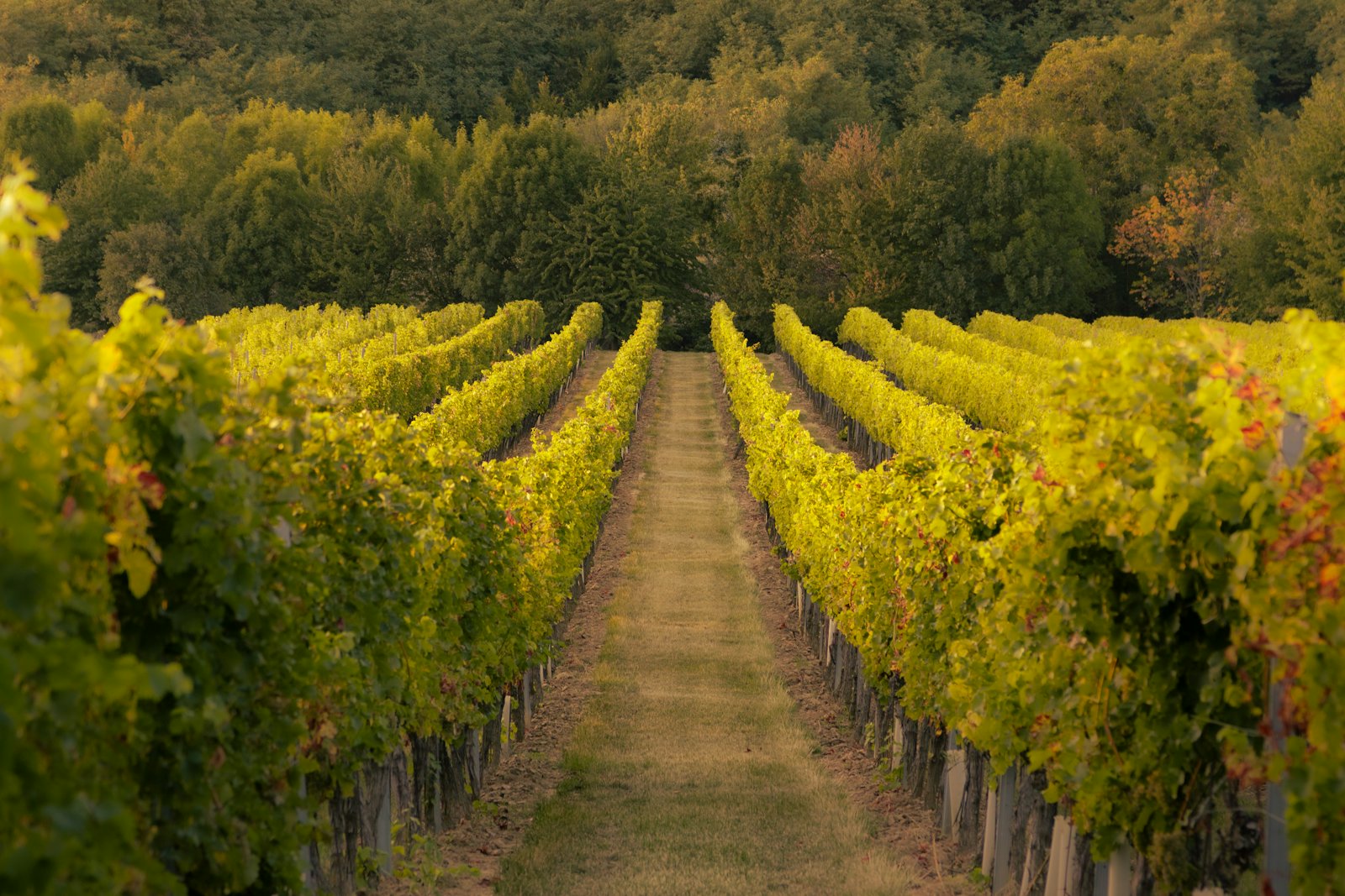 Rows of vines stretching toward the hills in a Chilean valley