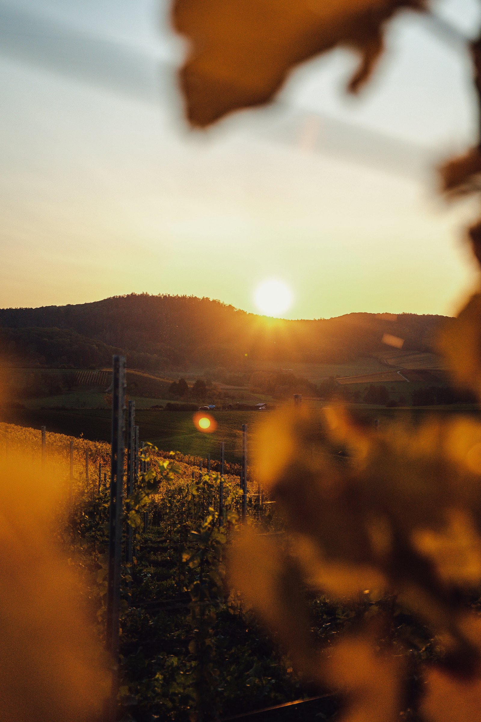 A wine valley framed by distant mountains